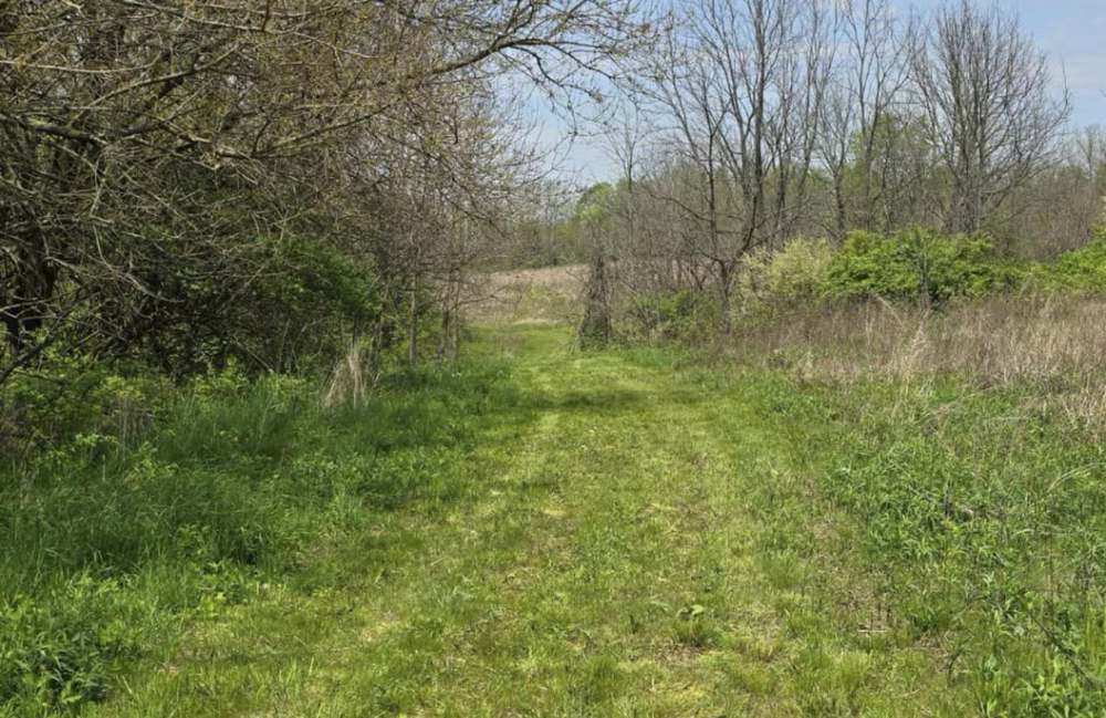 A grass trail mowed through brushy timber edge in early spring