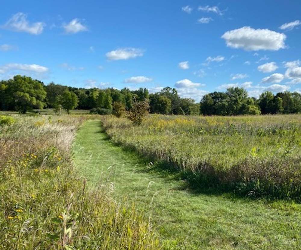 A mowed path cut through tall prairie grass and wildflowers under a blue sky