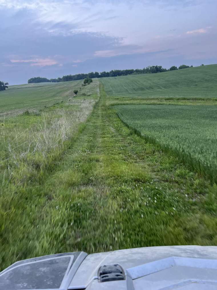 Mowed grass access strip running along the edge of a crop field at dusk